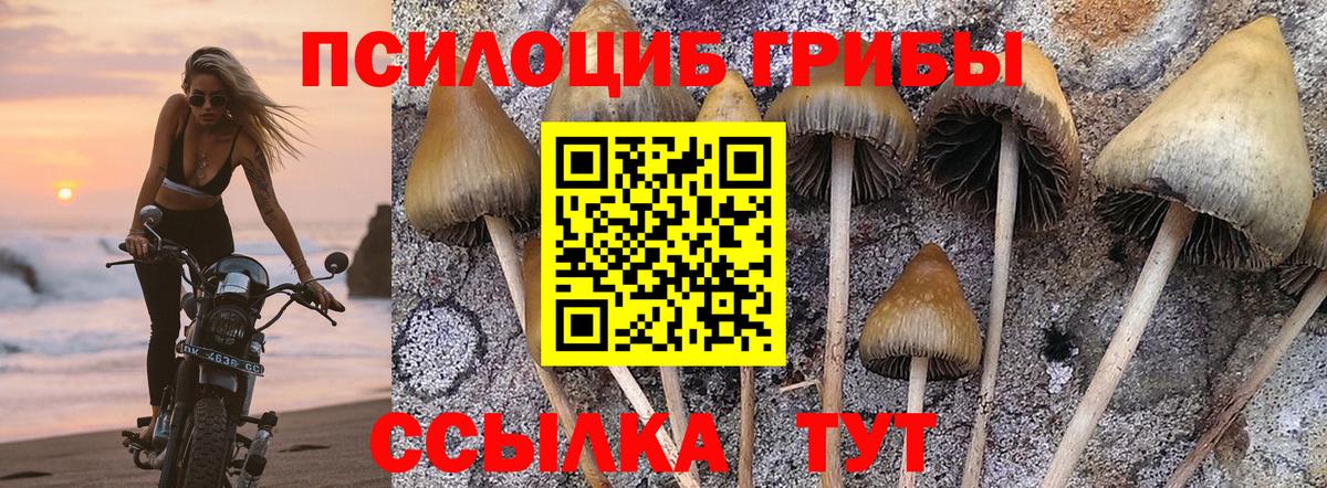 Псилоцибиновые грибы мицелий Великий Новгород
